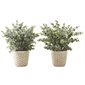 Artificial Eucalyptus in White Pot
