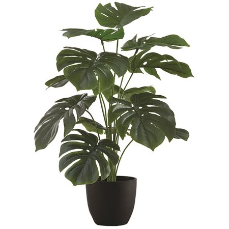 PLANTE ART.MONSTERA POT 5" NR