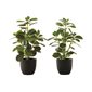 Artificial Plant - Ficus Elastica