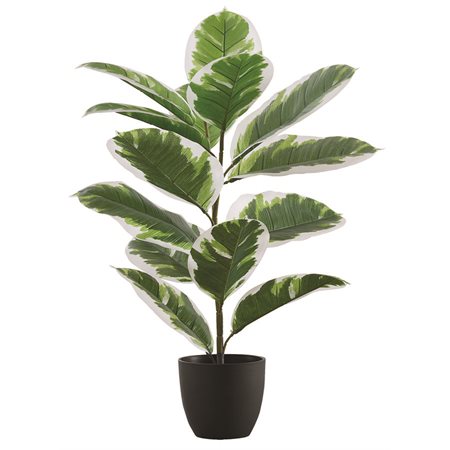 PLANTE ART.CAOUTCHOUC